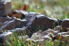 NIC Lilu Wild Boar Boar
