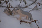 NIC Lilu Wolfin
